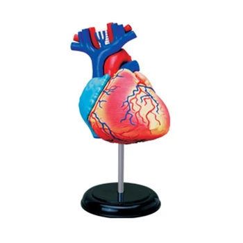 Медицински Сърдечно-съдовата медико-биологичен експеримент, модел сърцето модели на човек