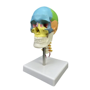 Анатомическая модел на човешкия череп цвят 1/2 глава Модел на черепа с шейным позвонком Нов челночный кораб